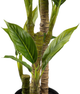 Штучна рослина Homla Tropical Zone Юка 90 см (5906496740589) - зображення 3