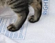 Килимок Petkit High Performance Cat Litter Pad Ultra (Only for Purobot Ultra) (P99035) - зображення 6