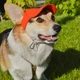 Кепка для собак Hat-Dog льон червона з регульованою затяжкою5/XL - изображение 1