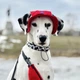 Панама для собак Hat-Dog вельвет червона з регульованою затяжкою 4/L - изображение 4