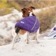 Жилет Pet Fashion «E.Vest» для собак, размер XS2, фиолетовый - изображение 5