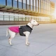 Попона Pet Fashion «Roy» для собак, размер 4XL, малиново-сірий - зображення 7