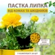 Набір 20 чорних пасток від мошок і мурах, чорна липучка для дому, саду, балкону - зображення 2