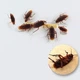 Гель от тараканов Roach Cockroach Gel для эффективной и безопасной борьбы с вредителями - изображение 5