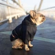 Куртка-дождевик для собак Noble Pet Moss Blue 5XL (M4106/5XL) - изображение 12