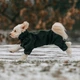 Комбінезон для собак Noble Pet Travis M - зображення 8