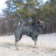 Комбінезон для собак Noble Pet Travis L - зображення 6