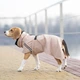 Дощовик для собак Noble Pet Rio Sand 2XL (R4135/2XL) - изображение 13