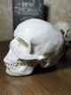 Гігантський Череп (натуральна величина) декор White ABC handmade - изображение 4