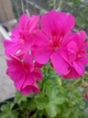 Плющелистная (ампельная) пеларгония Big 5 Neon Pink, подрощенное цветущее растение в горшке 400 мл - изображение 2