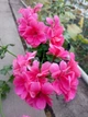 Плющелистная (ампельная) пеларгония Allegria Rosa, подрощенное цветущее растение в горшке 400 мл - изображение 2