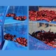 Складная сетка сушилка Bodasan для сушки рыбы, фруктов, ягод 5 секций Синяя (RN5) - изображение 7