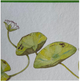 Mydło w kostce Hermes Un Jardin Sur Le Nil perfumowane 100 g (3346130011712) - obraz 4
