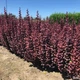 Барбарис тунберга Саммер Чоколет. (Berberis thunbergii Summer Chocolate) С3 - зображення 1