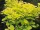 Скумпия кожевенная Голден Спирит. (Cotinus coggygria Golden Spirit) С7,5 - изображение 4