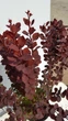 Барбарис тунберга Саммер Чоколет. (Berberis thunbergii Summer Chocolate) С3 - зображення 2