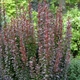Барбарис тунберга Саммер Чоколет. (Berberis thunbergii Summer Chocolate) С3 - зображення 3