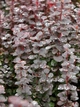 Барбарис тунберга Саммер Чоколет. (Berberis thunbergii Summer Chocolate) С3 - зображення 4
