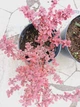 Барбарис Тунберга Інспірейшн. (Berberis thunbergii Inspiration) C3 - зображення 2