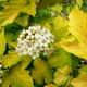 Пузыреплодник калинолистный Angel Gold Р9 - изображение 2
