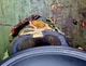 Жаровня Maysternya Ø 34см, h - 4см чугунная. Вес 4кг (340-40) - изображение 3