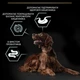 Сухой корм для собак Purina Pro Plan Large Athletic Adult 2+ Sensitive Digestion с ягненком 14 кг - изображение 3