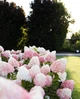 Гортензія волотиста Living Pink & Rose (Лівінг Пінк енд Роуз) горщик р9 1 річна - зображення 1