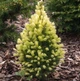 Ель канадская Дейзи Уайт С2 25-30см ( Picea glauca Daisy's White ) - изображение 2
