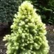 Ель канадская Дейзи Уайт С2 25-30см ( Picea glauca Daisy's White ) - изображение 3
