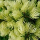 Ель канадская Дейзи Уайт С2 25-30см ( Picea glauca Daisy's White ) - изображение 4