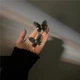 Серьги с бабочками полые сетчатые черные - изображение 2