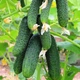 Семена Огурец Нибори F1, 10 шт (Kitano Seeds) - изображение 3
