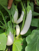 Семена Баклажан Моби Дик F1, 10 шт (Libra Seeds) - изображение 2