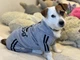 Спортивный костюм для собак Adidog M Серый - изображение 11