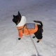 Зимний комбинезон для собак Dog S Оранжевый - изображение 14
