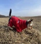 Костюм для собак флисовый Rich M Красный - изображение 9