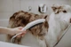 Ручной душ hansgrohe DogShower 150 3jet 26640540 Petrol - изображение 5