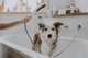 Ручной душ hansgrohe DogShower 150 3jet 26640540 Petrol - изображение 3