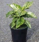 Аукуба японська 2 річна, (Aucuba japonica) горщік С1.5 - изображение 1