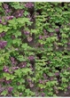 Саджанці Акебії п'ятилистої (Akebia quinata) горщик Р9 - изображение 2