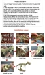 Модель-конструктор Скелет Динозавра 70см - изображение 5