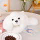 Maskotka Lean Toys Maltańczyk z obciążonymi łapami Biały 30 cm 22437 (5905991047933) - obraz 2