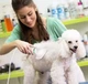 Фен гребінець для тварин Pet Grooming Dryer щітка для вичісування вовни з функцією сушіння - зображення 5