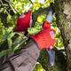 Пила складная Felco 603 изогнутое лезвие (Фелко 603) - изображение 5