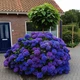 Семена гортензии крупнолистной Hydrangea macrophylla, микс цветов, 10 шт - изображение 2