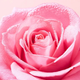 Міцелярна вода Nuxe Very Rose 200 мл (3264680043444) - зображення 4
