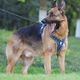 Нейлонова двостороння тактична шлейка для собак Tactical Dog Harness, XL Синій - зображення 4