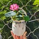 Смесь семян лотоса бонсай BowlLotus, микс цветов, 50 штук - изображение 5