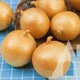 Семена Лук репчатый Техас грано 1 г Садыба - изображение 2