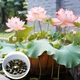 Смесь семян лотоса бонсай BowlLotus, микс цветов, 50 штук - изображение 2